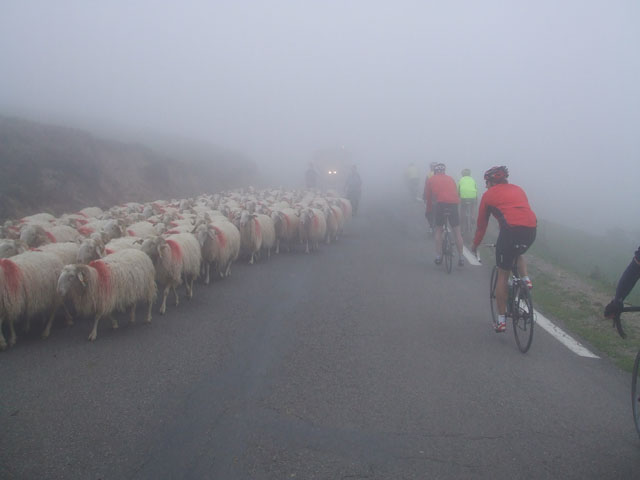 hier in den Pyrenen haben die Schafe den Vortritt