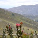 Sdafrikanische Protea Blumen sumten unseren Weg
