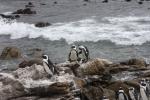 Pinguinkolonie von Bettys Bay