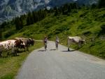 Schweizer Alpenrundfahrt SwissAlpenRide