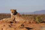 eleganter Gepard in Foto Pose