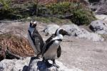 Besichtigung der Pinguin Kolonie in Bettys Bay