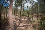Es geht noch tiefer in den australischen Busch - die neuen Atherton MTB Trails sind hochbeliebt. (Foto: Kenneth Lorentsen)
