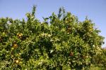 Im Tal von Tormos stehen die Orangenbume in voller Blte und verbreiten einen irren Duft