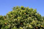 Wie hier bei Tormos im Tal der Orangen stehen alle Plantagen in voller Blte und verstrmen einen irren Duft